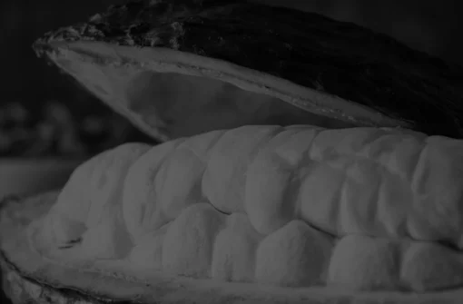 Sleep Story: ISO 2451:2017 &ndash; Cocoa Bean Specification and Quality Requirements